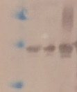 MDH2 | Malate dehydrogenase 2 (mitochondrial) in the group Antibodies Plant/Algal / Carbohydrates at Agrisera AB (Antibodies for research) (AS15 3064)